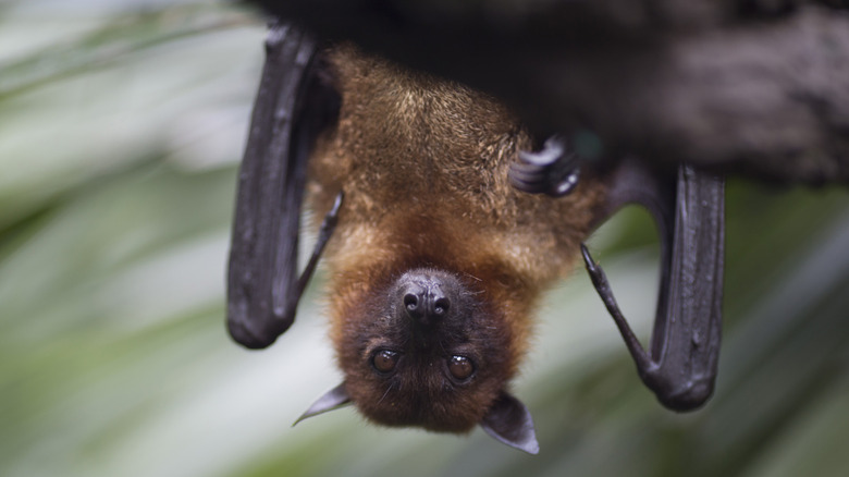 bat hanging upside down staring at camera