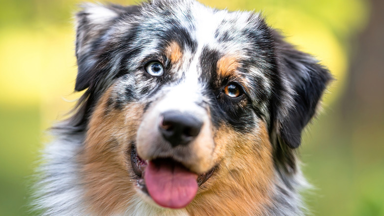 Dog with tongue out, two different eye colors