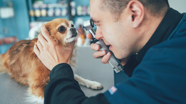 Veterinarian examining a chihuahua's eye