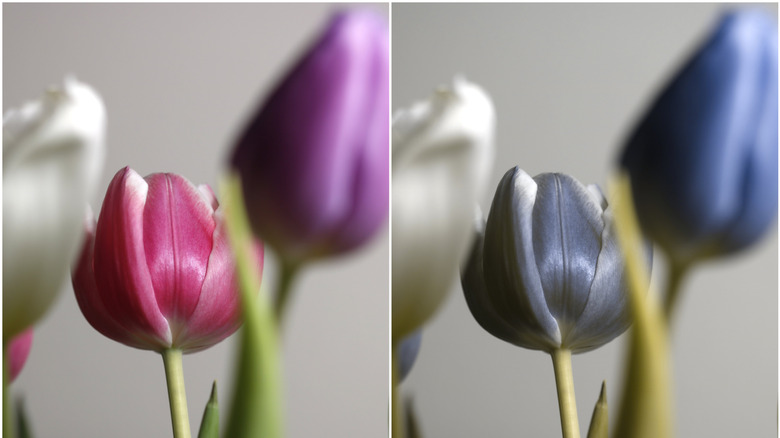 A side-by-side comparison of a flower, trichromatic and dichromatic