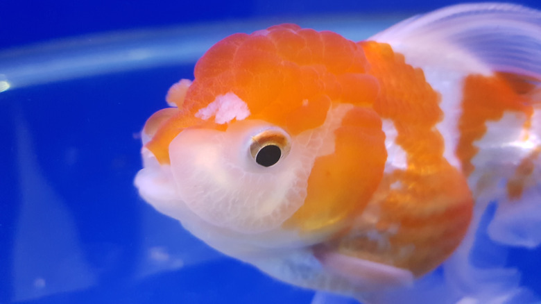 A close up of a white and orange goldfish