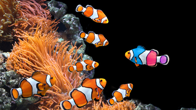 An artistically edited image of clown fish grouping around a multicolored clownfish