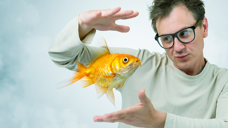 A large goldfish floating between a man's hands