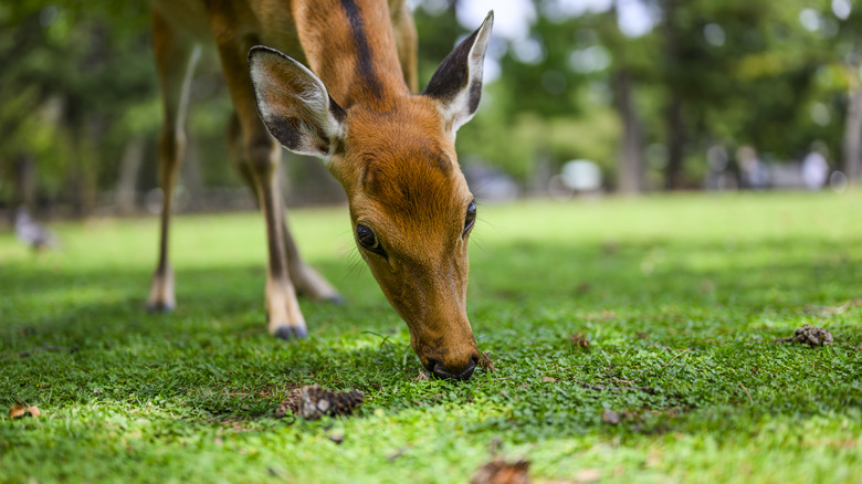 A deer lowers its head to eat grass