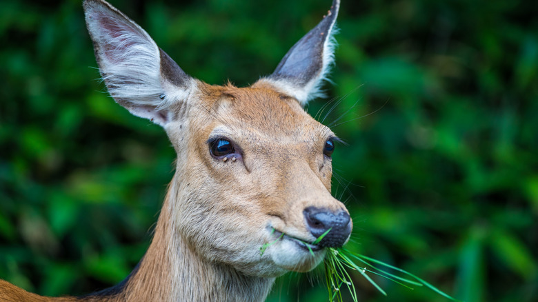 A female Ezo shika deer munches on grass against a green blurry background