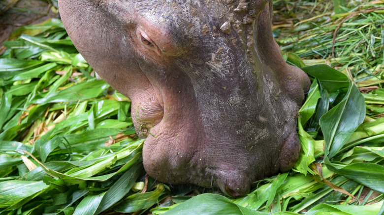 A hippo's head seen eating green plant leaves
