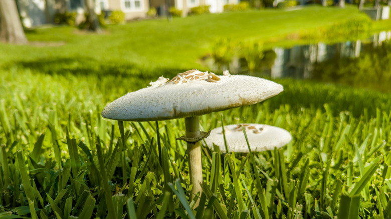Close-up of a pair of mushrooms in a yard with a pond