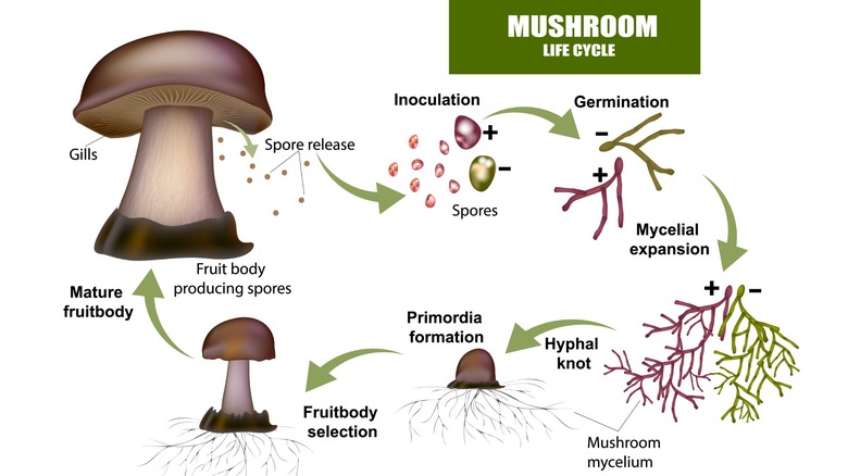 Diagram of the life cycle of a mushroom