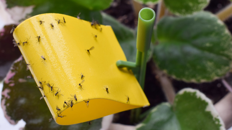 Close-up of fungus gnats caught in a sticky trap in a potted plant