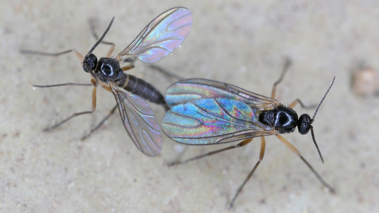 Close-up of two fungus gnats
