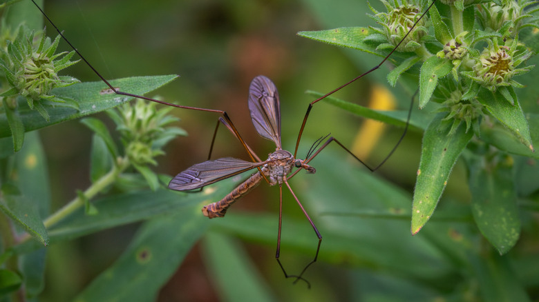 A crane fly resting on some plants