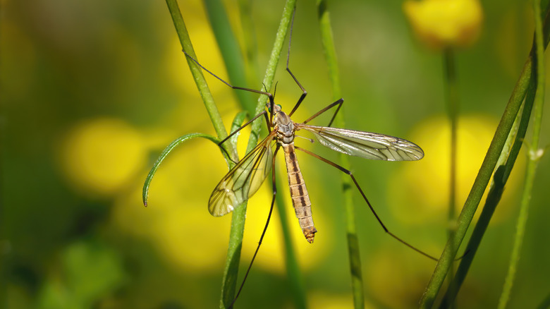 A crane fly clinging to some plant stems