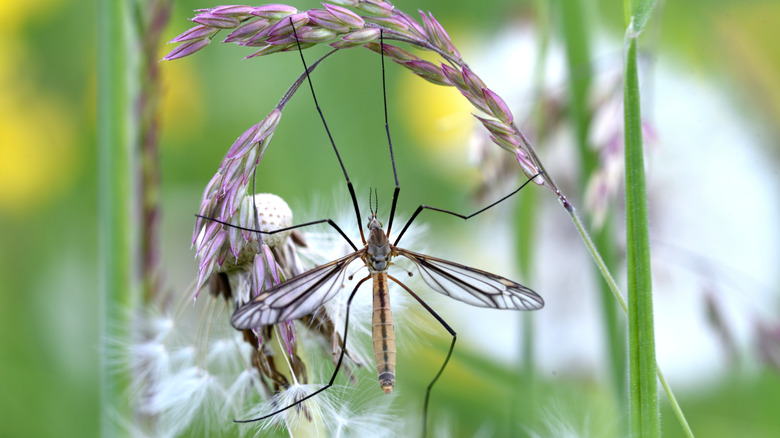 A crane fly resting on a purple plant