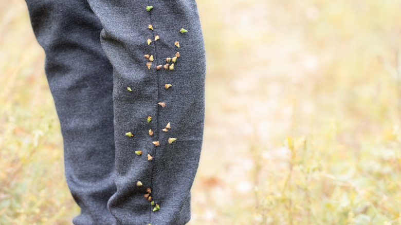 pant leg covered in burs