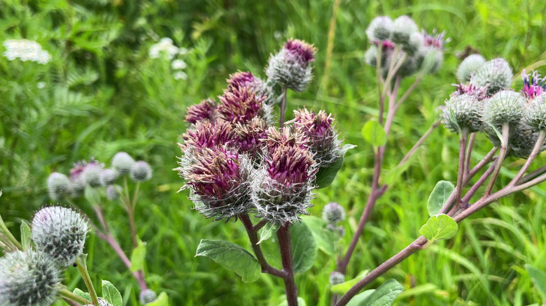 burdock plant in bloom