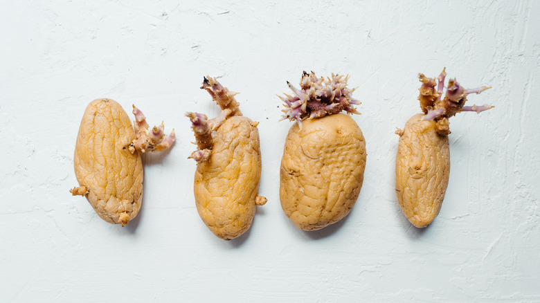 Four shriveled potatoes growing sprouts