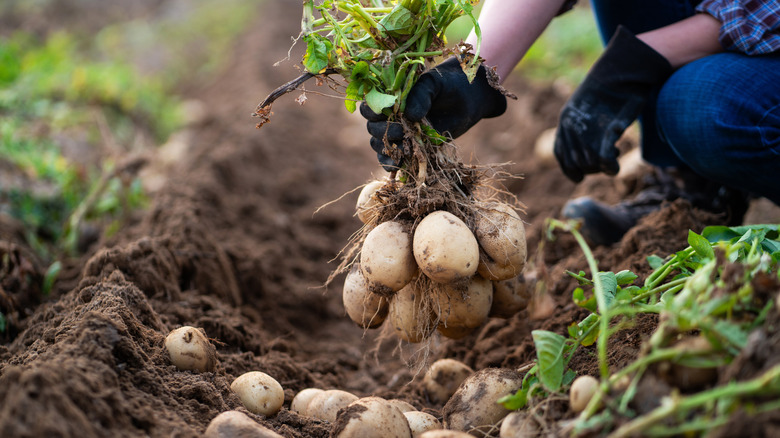 Farmer pulling up an entire potato plant from the soil