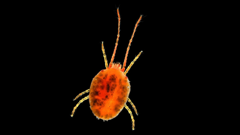 clover mite on black background