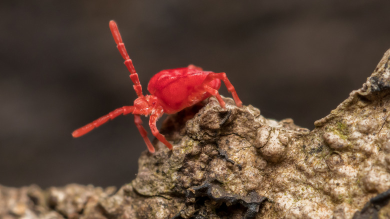 clover mite crawling on a rock