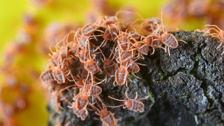 clover mites clustered on bark