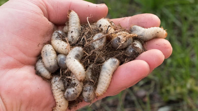 Close up of larvae living in a lawn