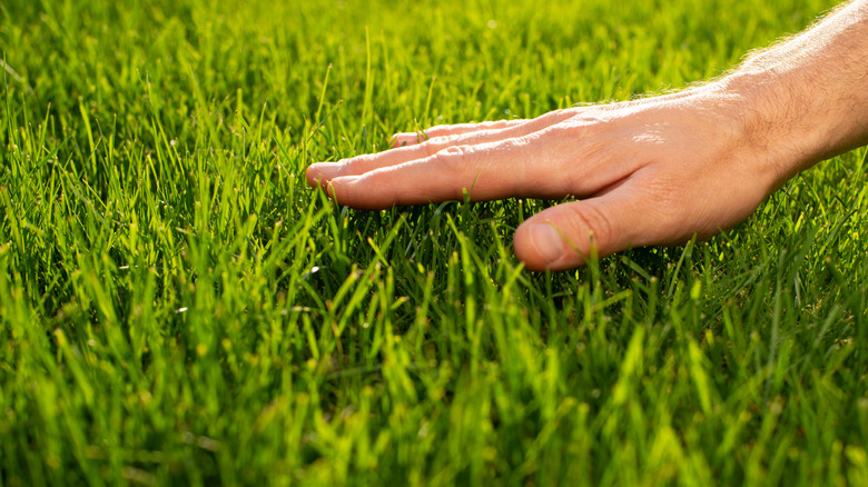 Close up of a hand touching a vibrant green lawn