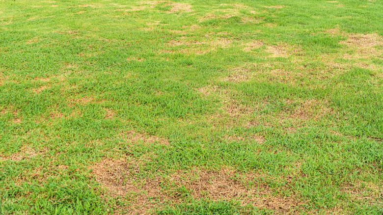 Grass with bald patches caused by a lawn fungus