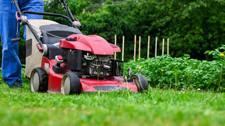 Close up of lawn being mowed, from the level of the grass