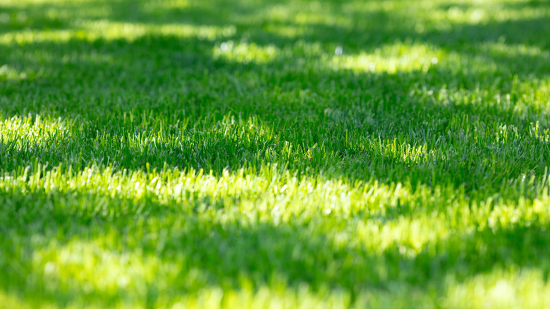 Sunlight shining on vibrant green lawn