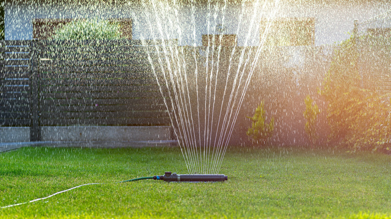 Black sprinkler in the middle of a lawn