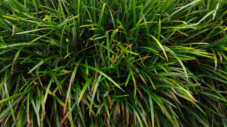 Close up of grass leaves with discolored tips