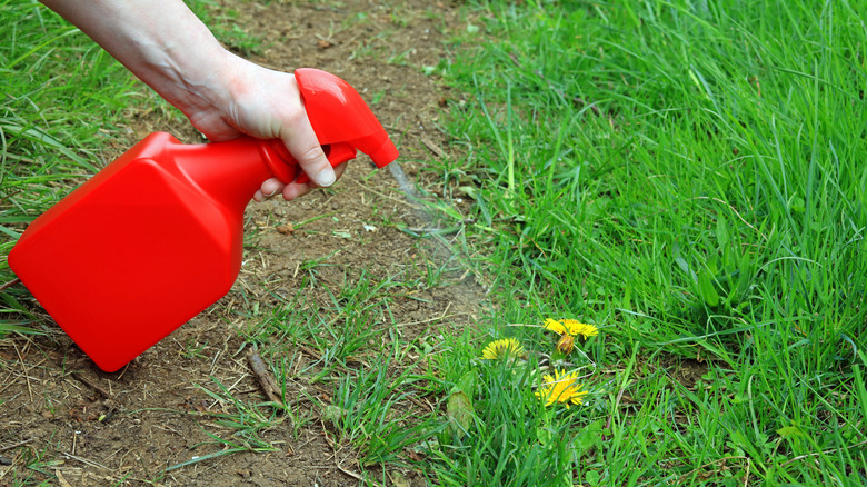 Person spraying weedkiller onto weeds in a garden