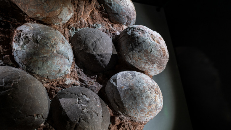 Fossilized dinosaur eggs with brown, tan, and grey cracked shells
