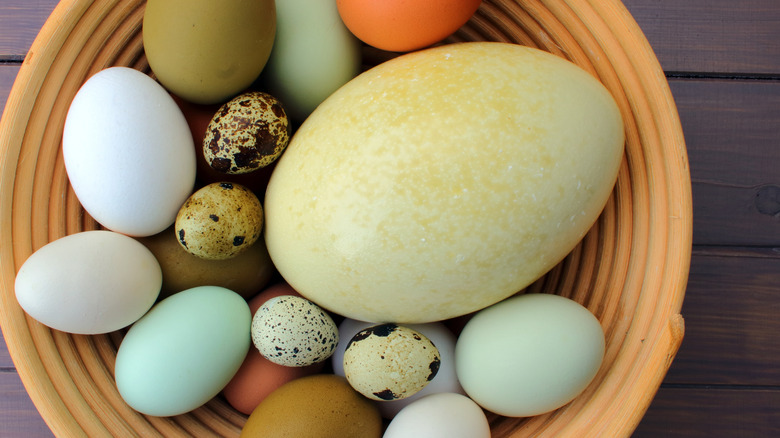 Collection of bird eggs, different sizes and colors, ostrich egg in middle