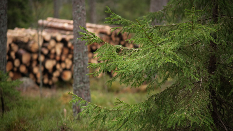 A tree with cut logs in background