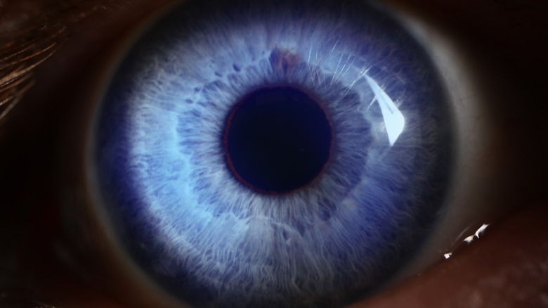 A closeup of a bright grey eye looking forward