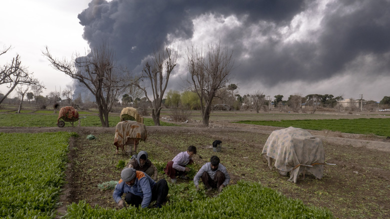 Farmers harvest crops as smoke from airstrikes billow in the background.