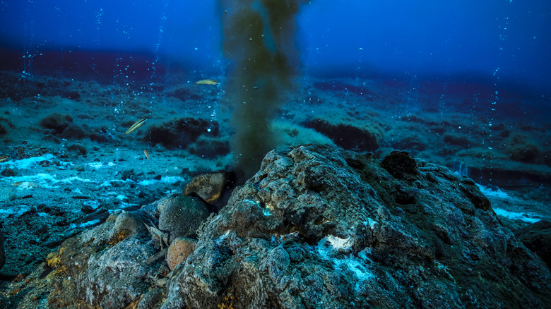 small fish swim near hydrothermal vent
