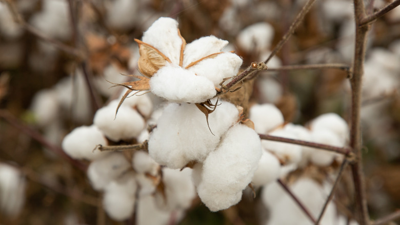 cotton plant