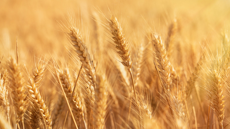 golden wheat stalks