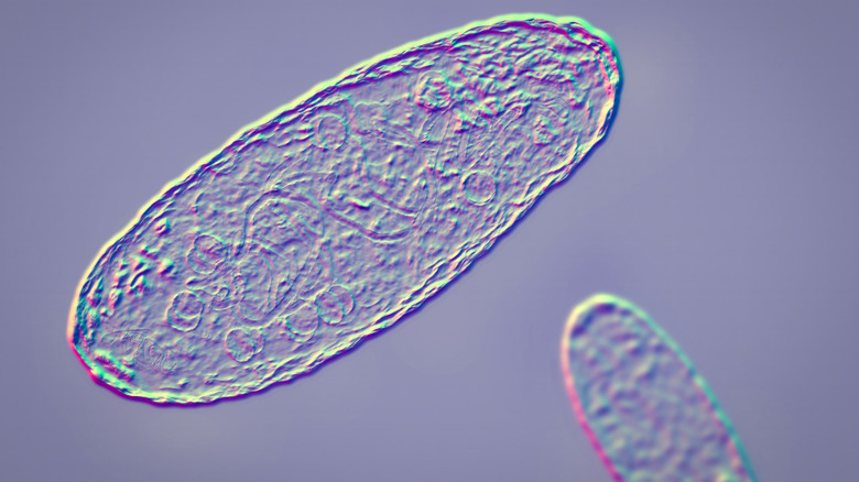 Yersinia pestis plague bacteria