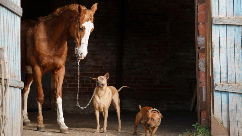 Horse and terriers in a barn