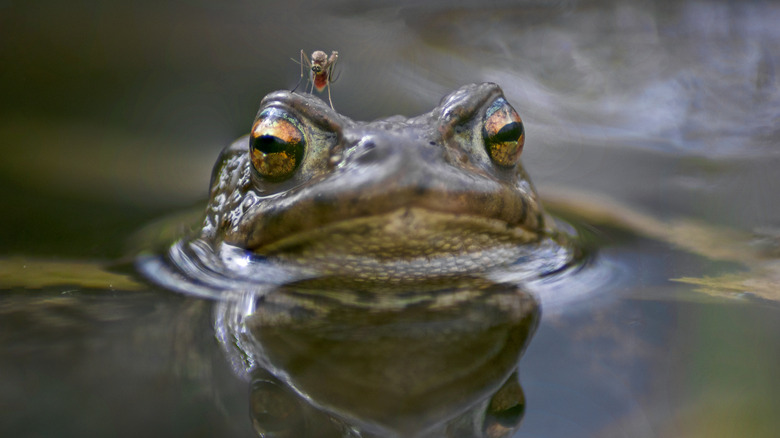 Mosquito on top of a frog's head