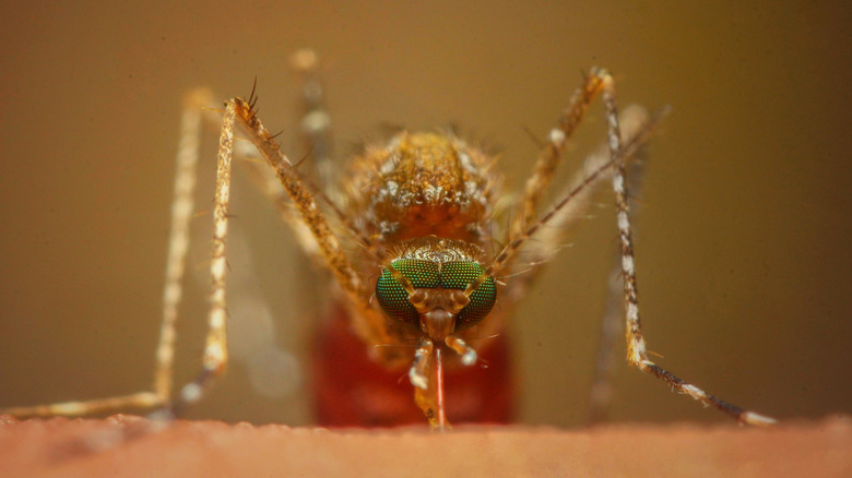 Close up of mosquito on skin