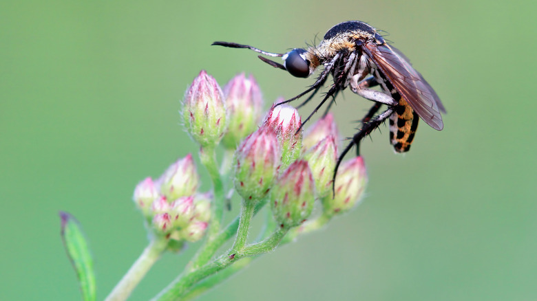 Close-up of mosquito on flower