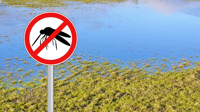 Flooded area with mosquito warning sign