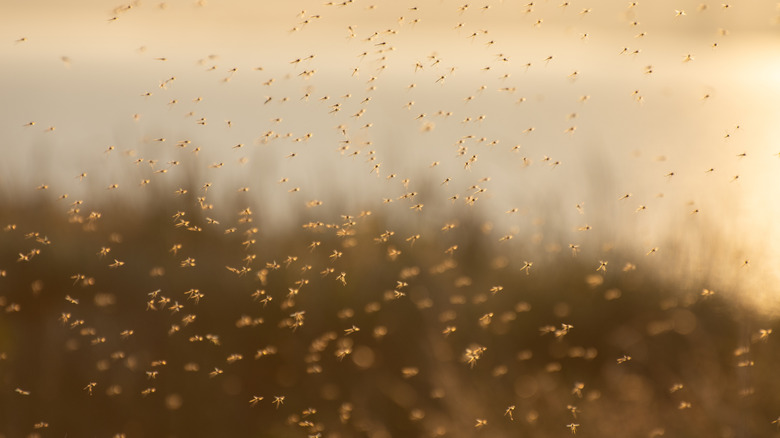Mosquitoes, midges, and gnats flying above swamp