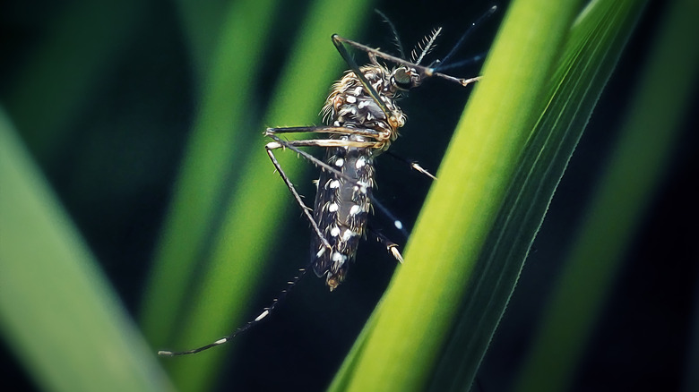 Close-up of a mosquito on blade of grass