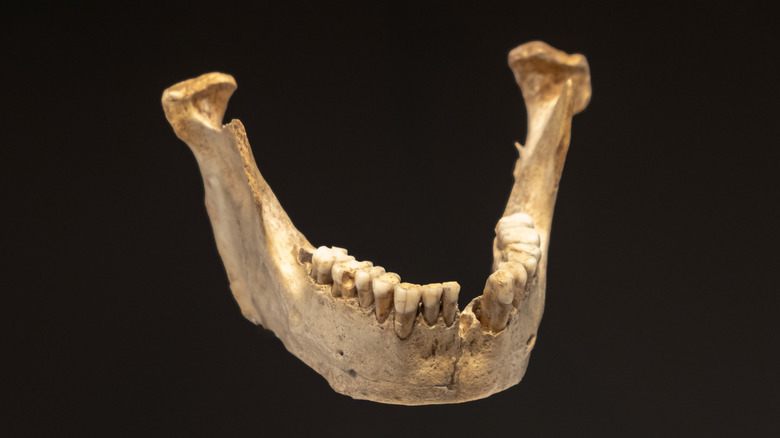 Neanderthal lower jaw bone