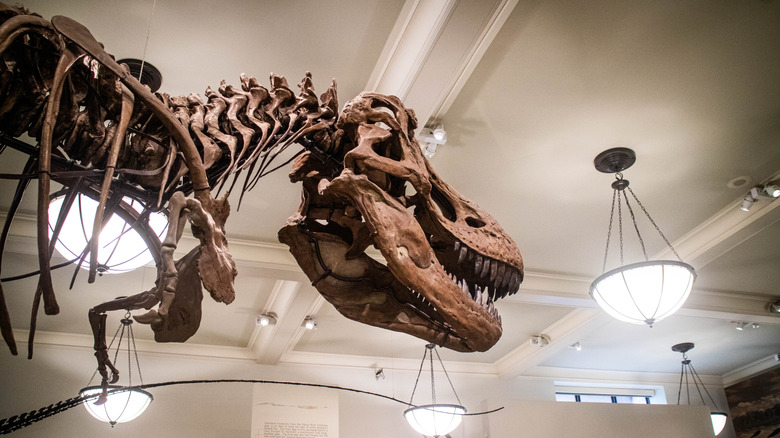 T. rex fossil in Natural History Museum NYC